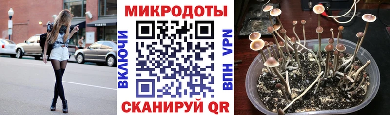 Галлюциногенные грибы Psilocybe  Сусуман 